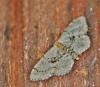 Idaea laevigata